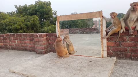 Monkey vs Mirror Funny Video 2023 can't Stop 😂for you