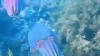SHAPE-SHIFTER CUTTLE FISH