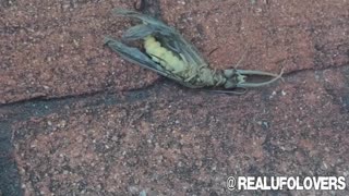 An "alien" insect found in the U.S. state of Georgia