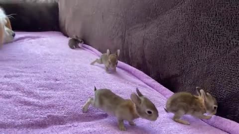 Golden Retriever and Baby Bunnies 10 days old [All 4 Bunnies Open Their Eyes]