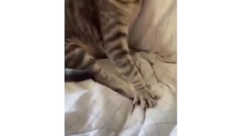 Funny cat video