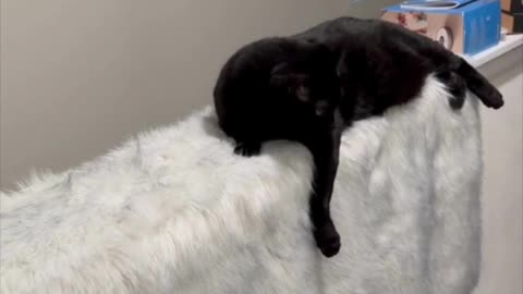 Adopting a Cat from a Shelter Vlog - Cute Precious Piper Finds a Cozy Spot in a Rainstorm #shorts