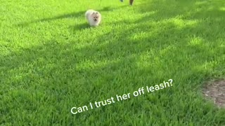 Pomeranian Puppy Running At The Park