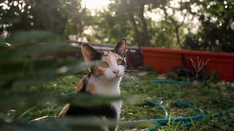 Cute cat in the yard