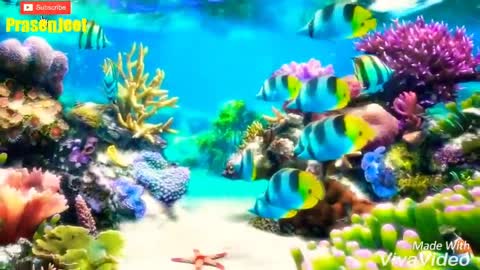 Amazing 3d Fish Underwater Video By Prasenjeet Meshram