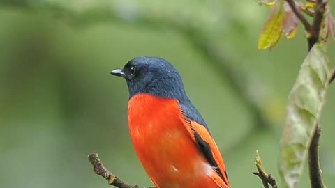 sunda minivet #wildlifephotography #wildlifephotographer #photographerindonesia #wildlife