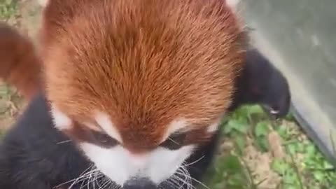 red panda eating