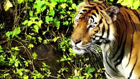 The last of Indonesia's #tigers