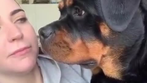 "I trend my dog ​​would react 😂 ❤rottweiler