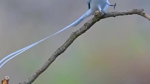 Asian Paradise Flycatcher