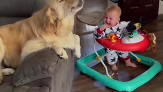 The dog plays with the boy