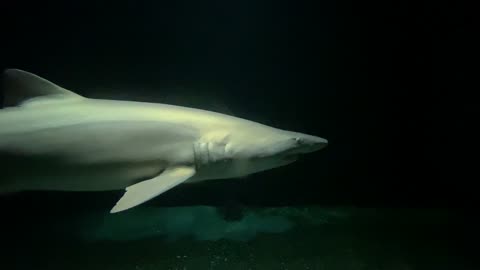 Close Up Shot of a Shark in the Aquarium