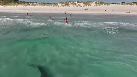 Drone Footage Shows Tiger Shark Swimming Close to Beachgoers