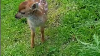 Baby deer rescued from water and the ending