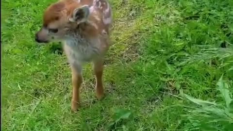 Baby deer rescued from water and the ending