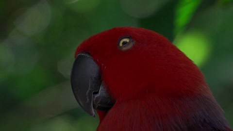 red ecletus parrot