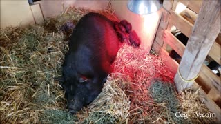 Graham Family Farm: Petunia's Piglets