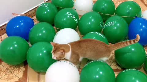 My Cats vs Balloon Obstacle