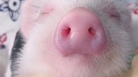 Wow, good smell kiss piggy, so cute