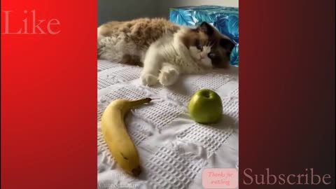 Cute funny Animals00