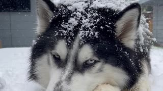 A Snow Loving Husky