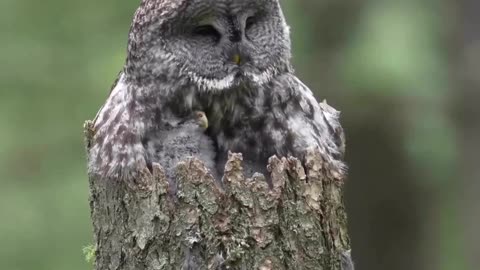 Great gray owl mother
