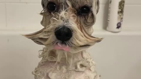 Dog bath Time ( Funny Reaction)