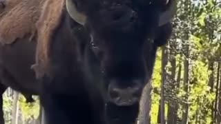 Biggest Bison 🦬 in the world 😱😱