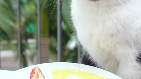 Cat chef makes Marshmallow cookies with dried fruit!🥝🍓_(ASMR)_#tiktok #shorts#cat#pet#marshmallow