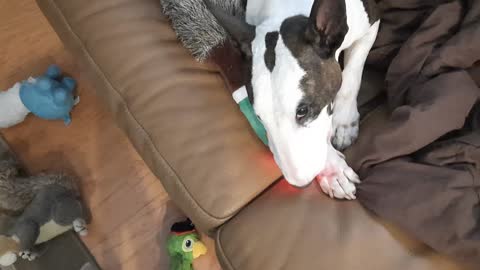Dexter and his new duck toy with light up head