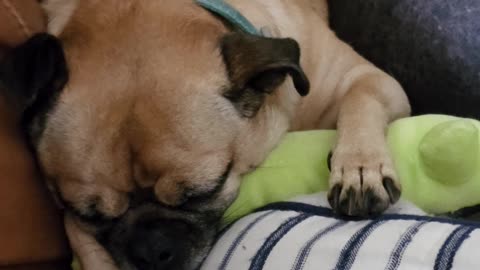 Snoring Chug