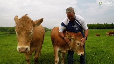 Cows compete for affection just like big puppy dogs