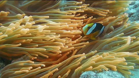 A Clown fish inside a soft coral
