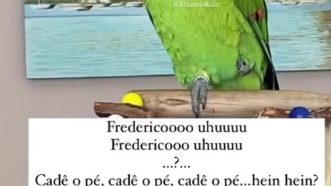 MÚSICA CLÁSSICA FREDERICO DE JESUS - PAPAGAIO FRED CANTOR