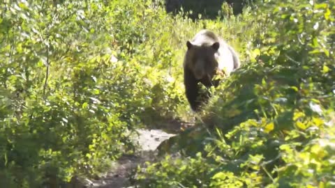 Grizzly Bear Encounter Aug 2016 Montana Glacier National Park