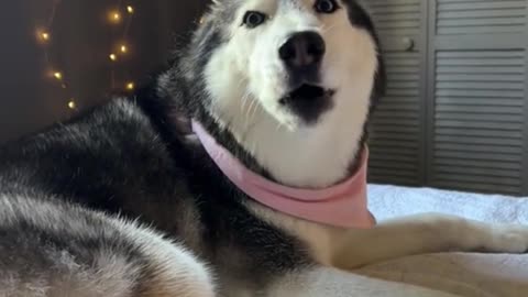 Meekathehusky always do this when she wants to help herself