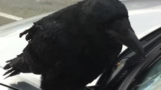 Raven hides food from own reflection