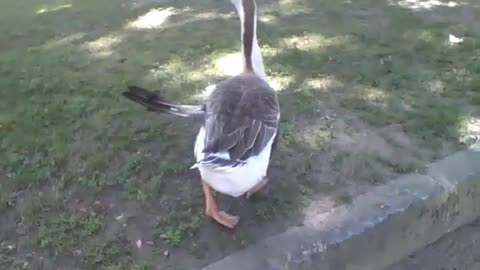 Swan gives up eating after being filmed in the park, and leaves [Nature & Animals]
