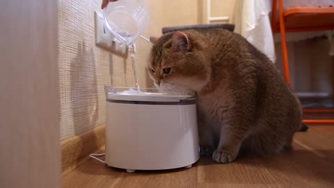 Homerunpet Water Fountain with the World's First Wireless Pump!- Our Pets 🐶