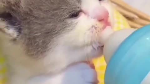 Little cat babby drinking milk