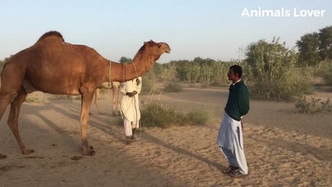 Camels Fast Running In Desert Area _ Beautiful camel in Pakistan