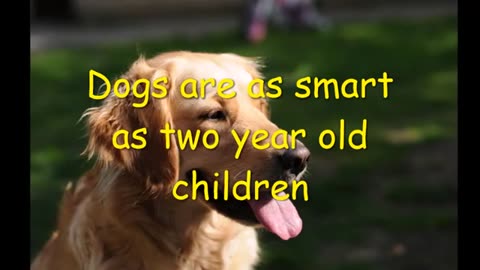 Cool facts about dogs! Short fact video