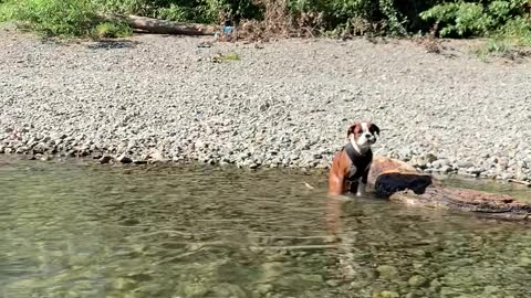 Boxer Puppy Swims for the First Time