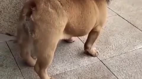 Funny dog video like a lion 🤣