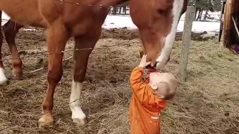 Horse, Baby