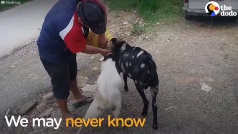 Goats Stuck In The Same Jar Get Help From A Stranger