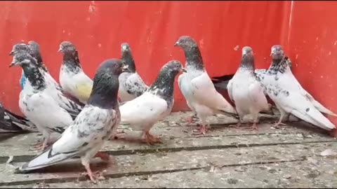 Mix new pigeon beautiful breeder pair