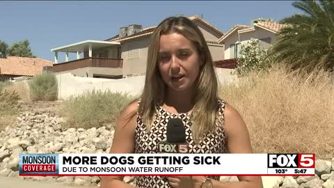 Las Vegas sees increase in sick pets after monsoonal rains, dog trainer says