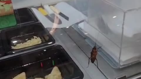 Cockroach Climbs Around Case in Sandwich Shop