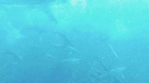 Interesting and amazing video Dolphins any fishes in the Sea